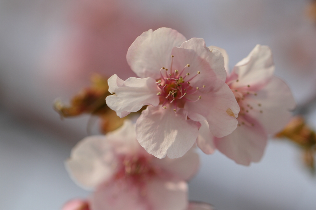 河津桜