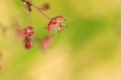 モミジの花