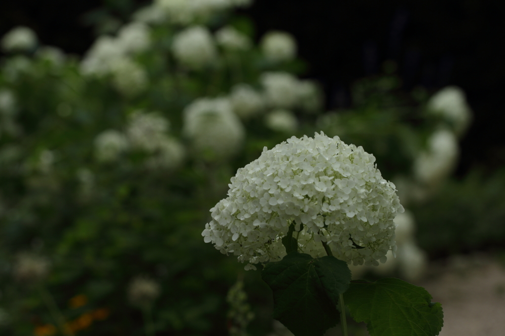 紫陽花 白