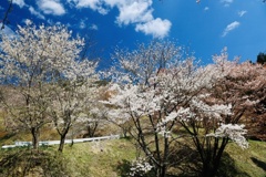 沓掛峠の山桜