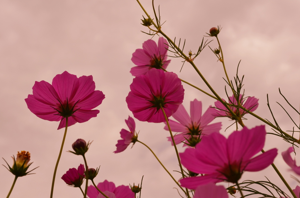 コスモス＊