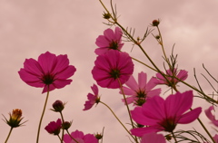 コスモス＊