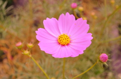 コスモス＊