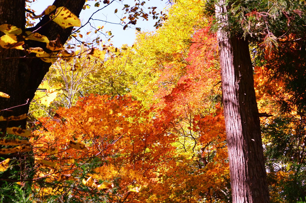 ちょっぴり紅葉＊