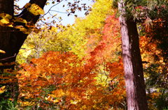 ちょっぴり紅葉＊