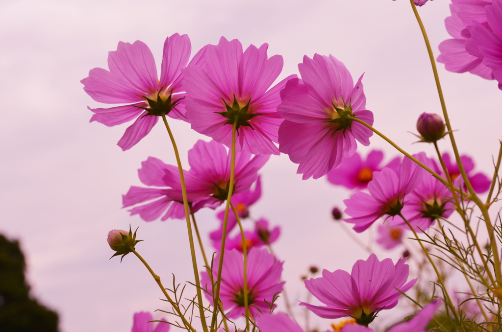 コスモス＊