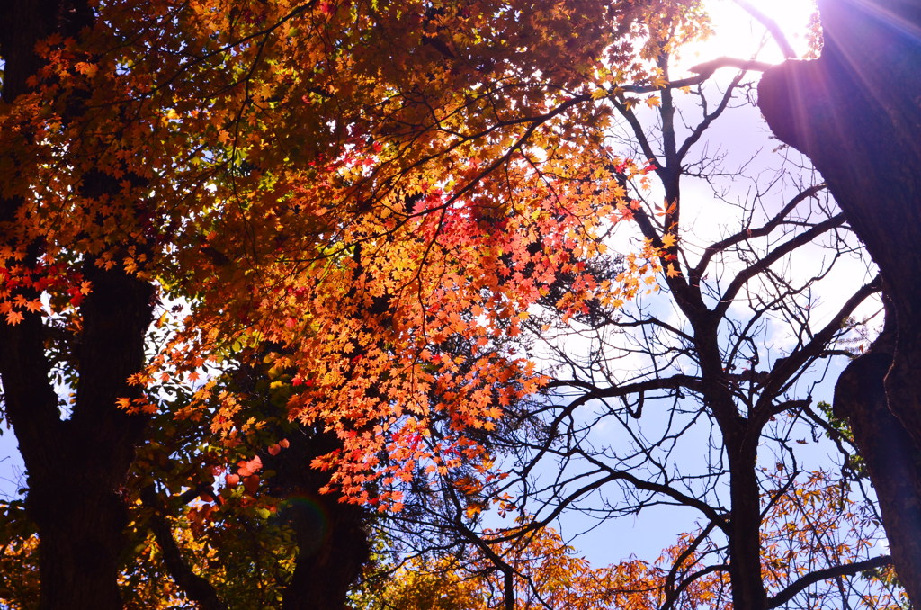 秋　２０１２＊