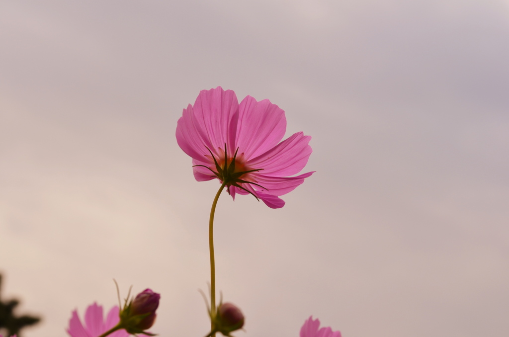 コスモス＊
