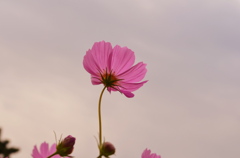 コスモス＊