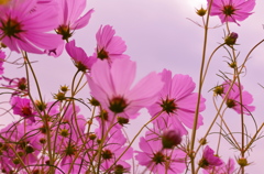 コスモス＊