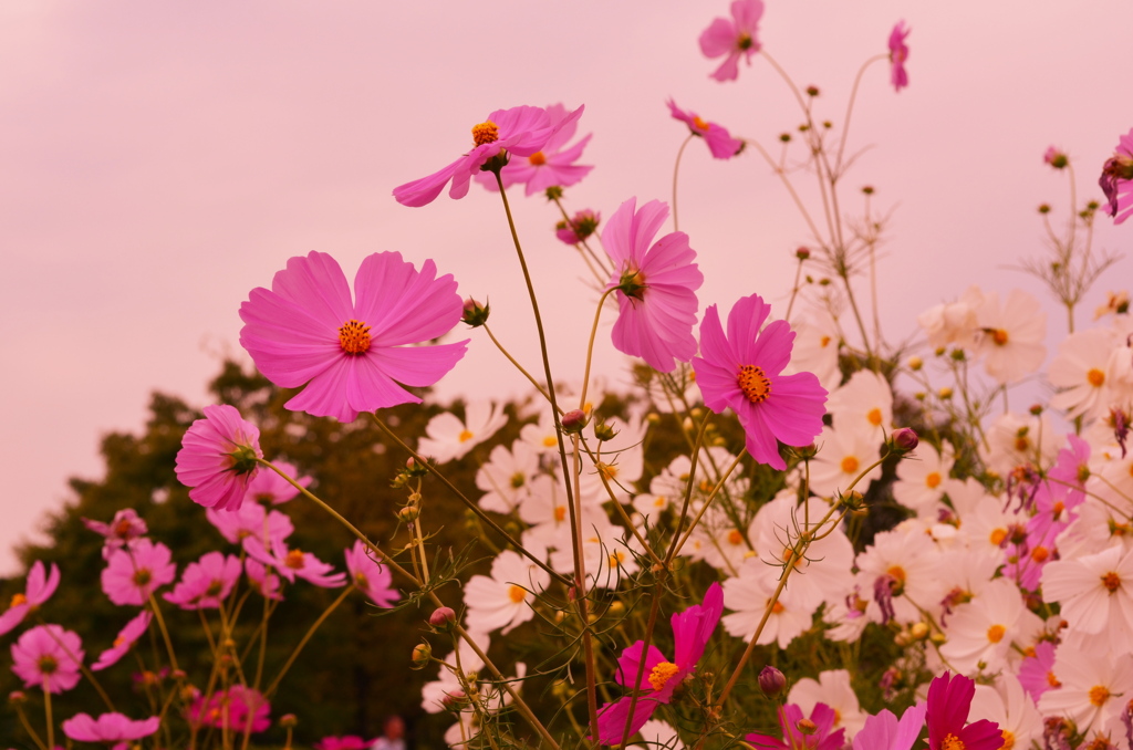 コスモス＊
