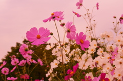 コスモス＊