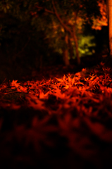 宝厳院紅葉ライトアップ９