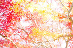 嵐山紅葉スナップ４