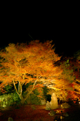 宝厳院紅葉ライトアップ７