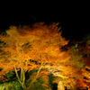 宝厳院紅葉ライトアップ７