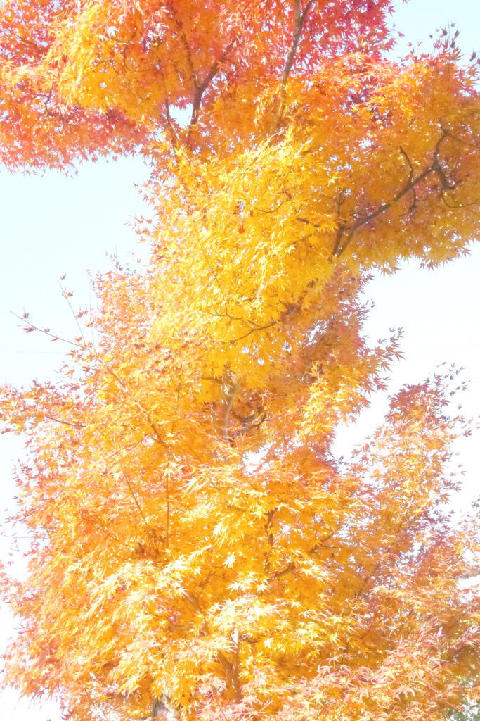 嵐山紅葉スナップ３