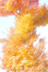嵐山紅葉スナップ３