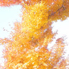 嵐山紅葉スナップ３