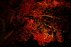 宝厳院紅葉ライトアップ１