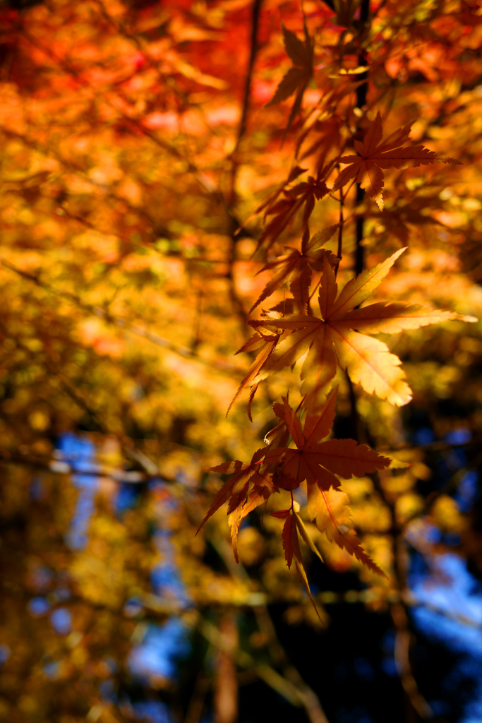 嵐山紅葉スナップ１