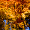 嵐山紅葉スナップ１