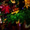 嵐山紅葉スナップ８