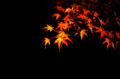 宝厳院紅葉ライトアップ１２