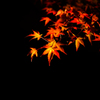 宝厳院紅葉ライトアップ１２