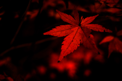 宝厳院紅葉ライトアップ６