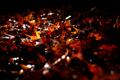 嵐山紅葉スナップ２