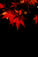 宝厳院紅葉ライトアップ５