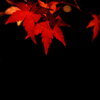 宝厳院紅葉ライトアップ５