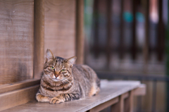 鳩森八幡神社の猫