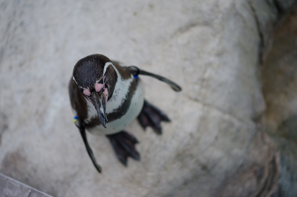 ペンギン