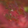 紅