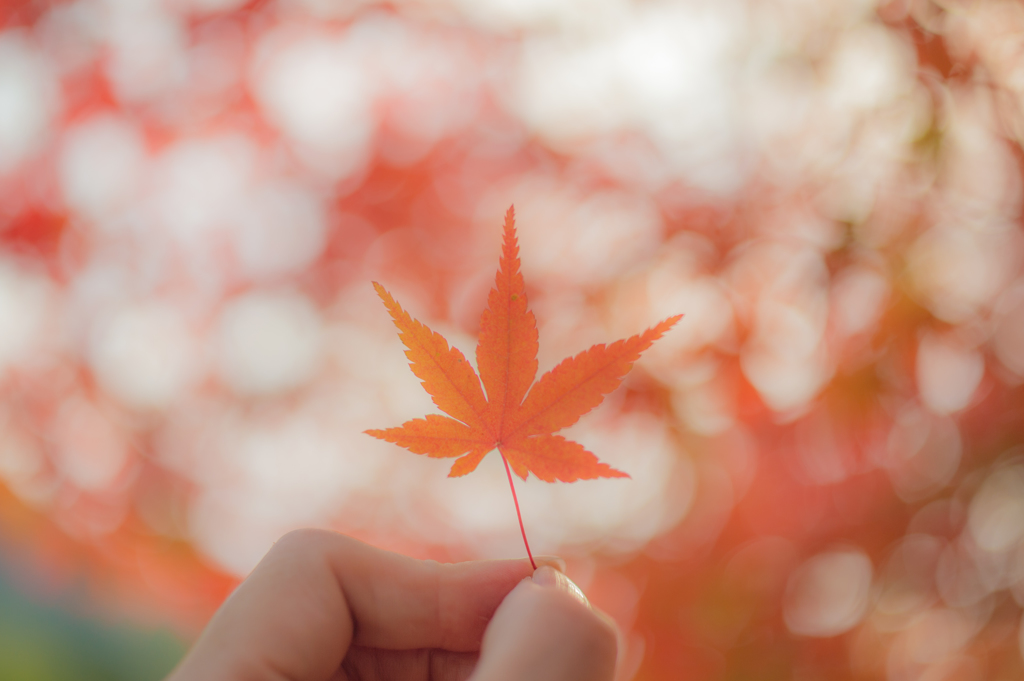 Pick up the autumn