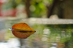 Autumn  leaf