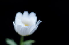 Little flower