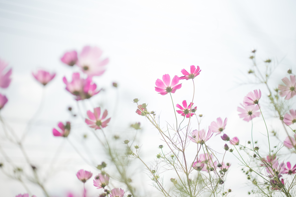 秋桜