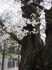 阿佐ヶ谷住宅