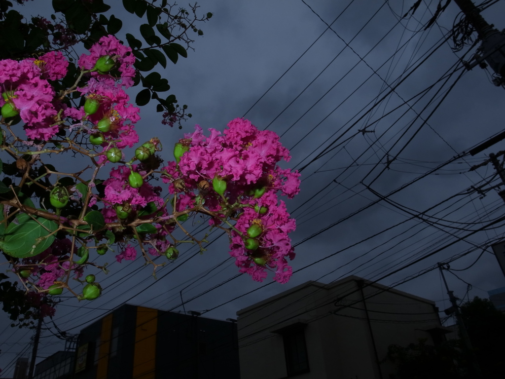 Midnight Flower