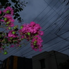 Midnight Flower
