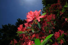 Midnight Flower 02