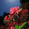 Midnight Flower 02