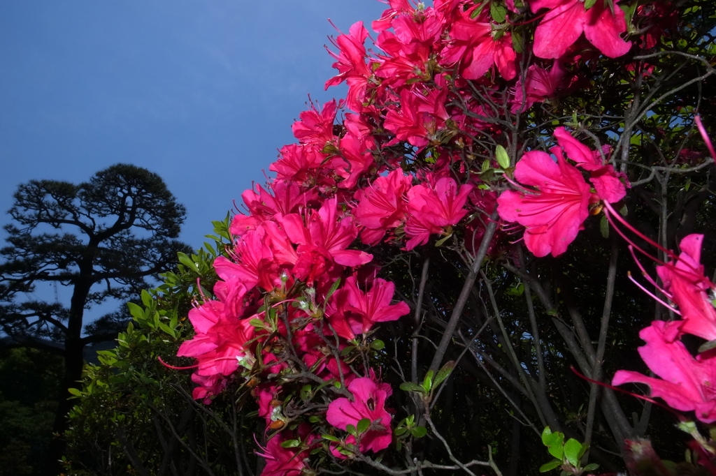 Midnight Flower 01