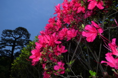 Midnight Flower 01