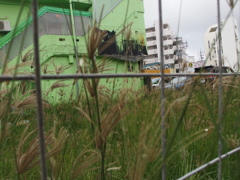 那覇