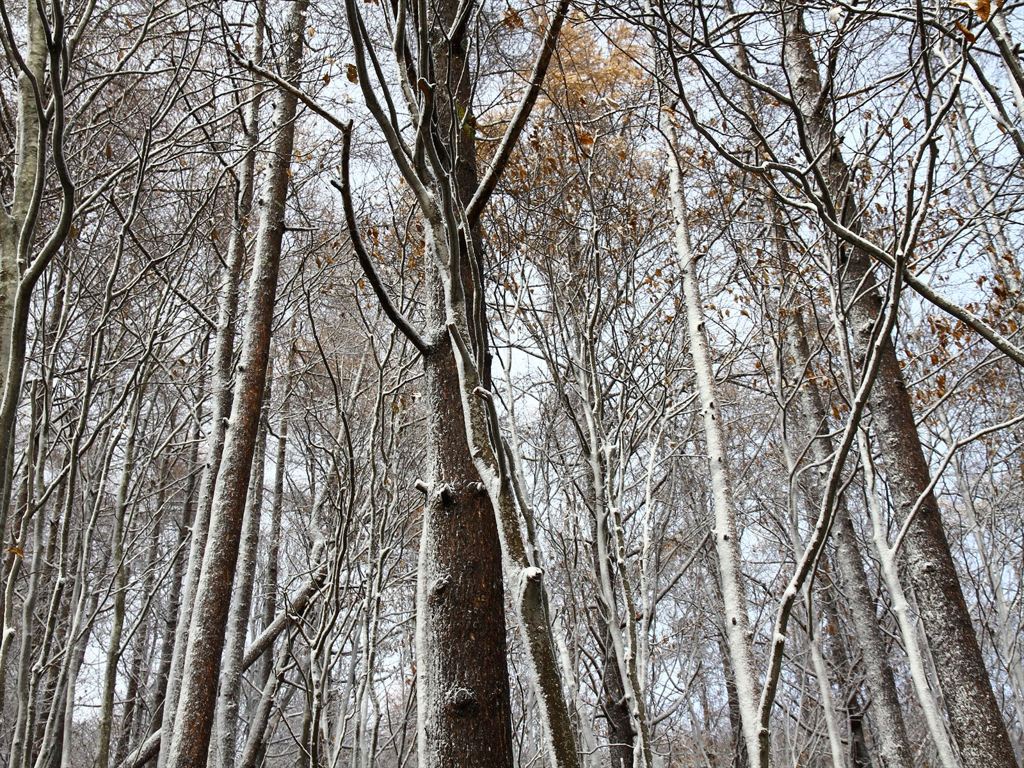 初雪