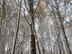 初雪